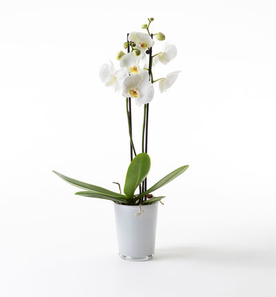 Hvit orkidé i hvit glasspotte